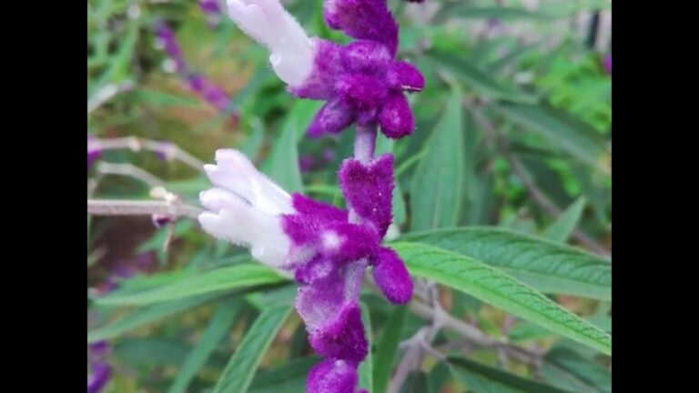 Jardines Botánicos en Guadalupe: Guía de Localización